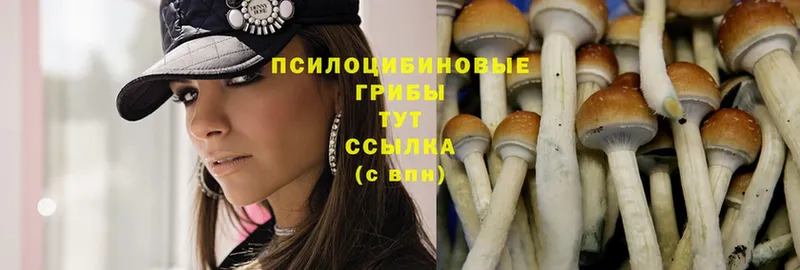 Галлюциногенные грибы Psilocybe  Сосновка 